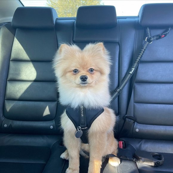 PETsRUS Premium No Pull Dog Harness 2 Leash Clips Ivory Charc Leather - Picture 12 of 12